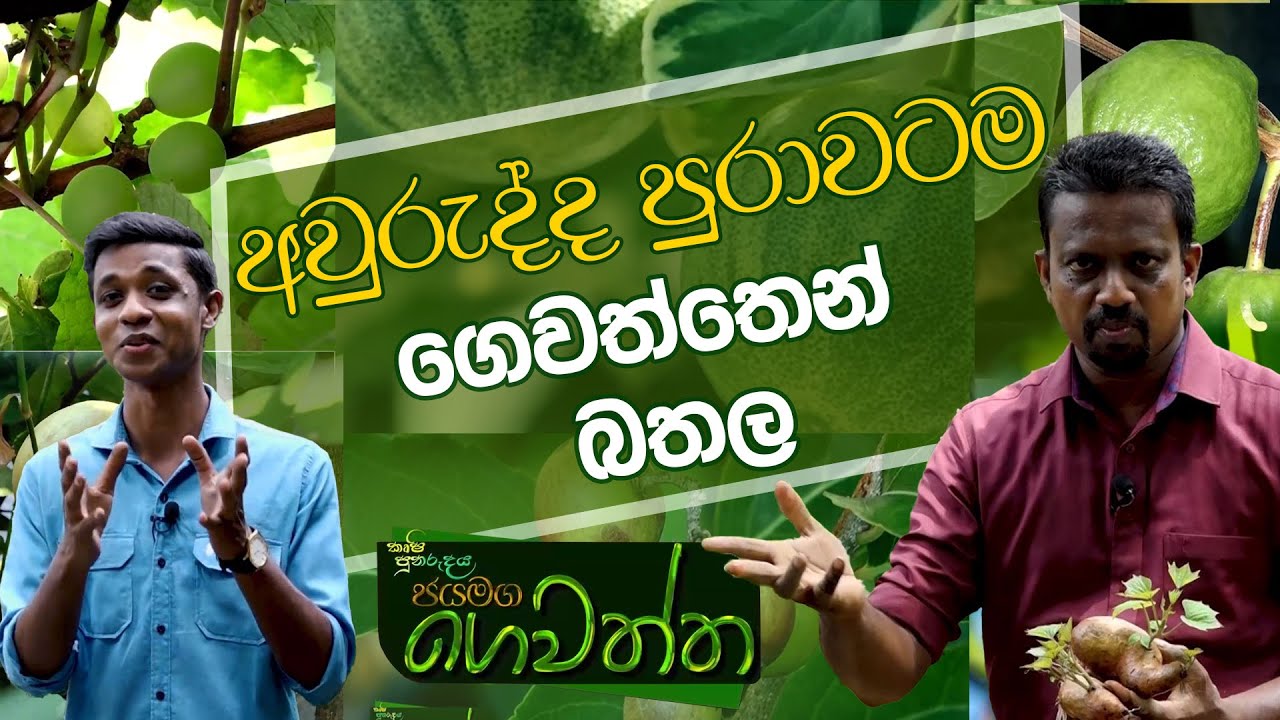 අවුරුද්ද පුරාවටම ගෙවත්තෙන් බතල | Jayamaga Gewaththa | 2023-03-11