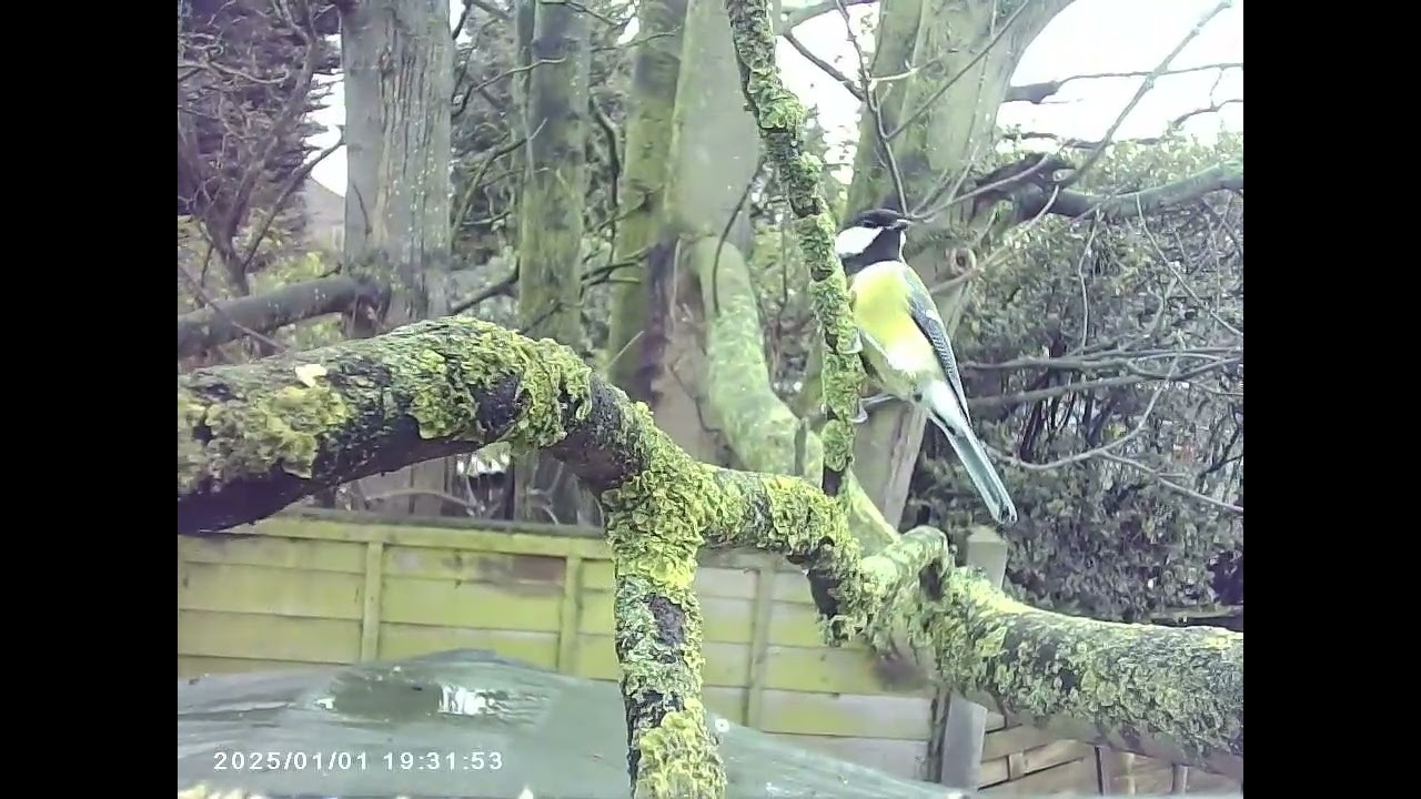 camera bird feeder clips from a couple of days