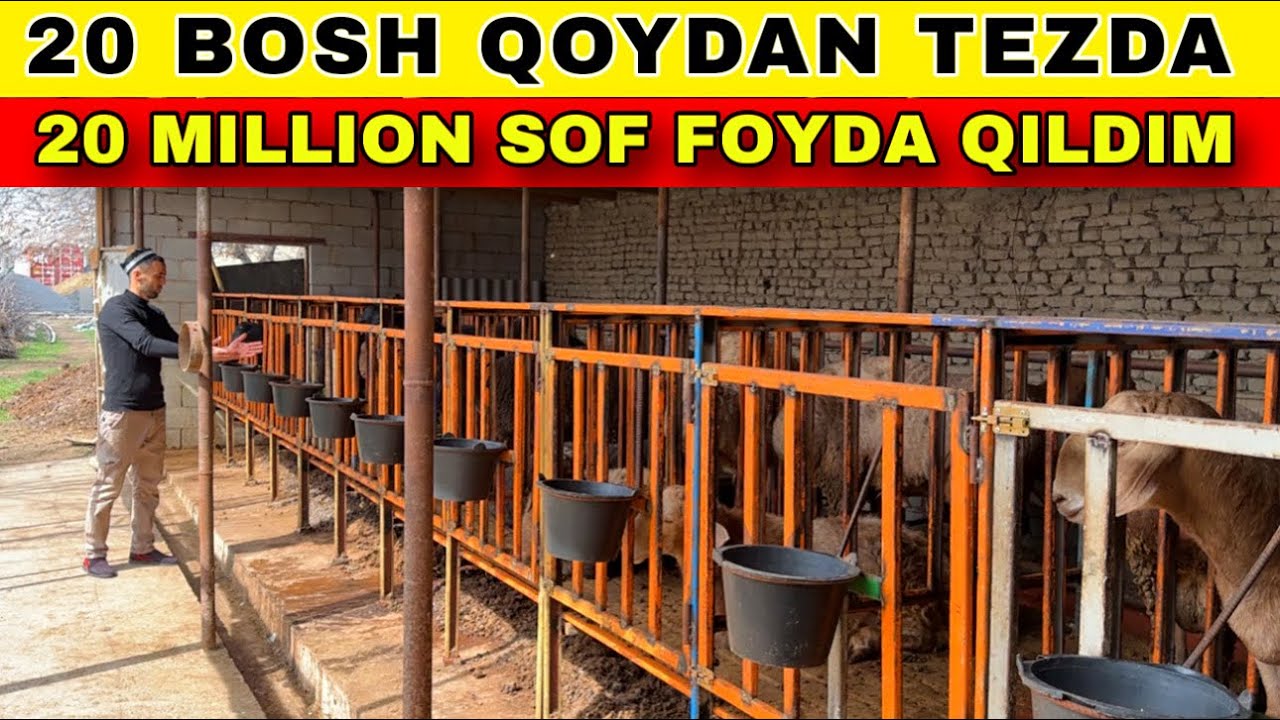 20 BOSH QOCHQORDA 20 MILLION DAROMAD QILISH VA BOQISH SIRLARI