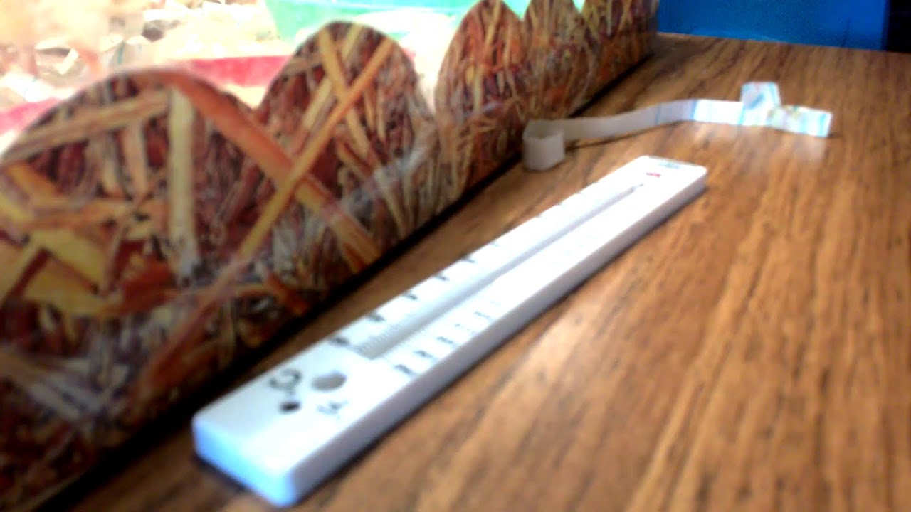 Chick Cam (2/4/26)