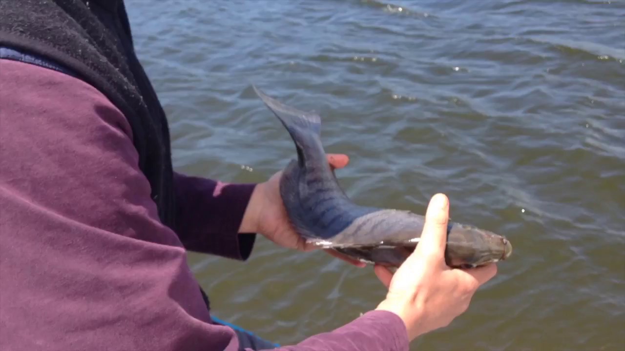 Alan's big Luderick release