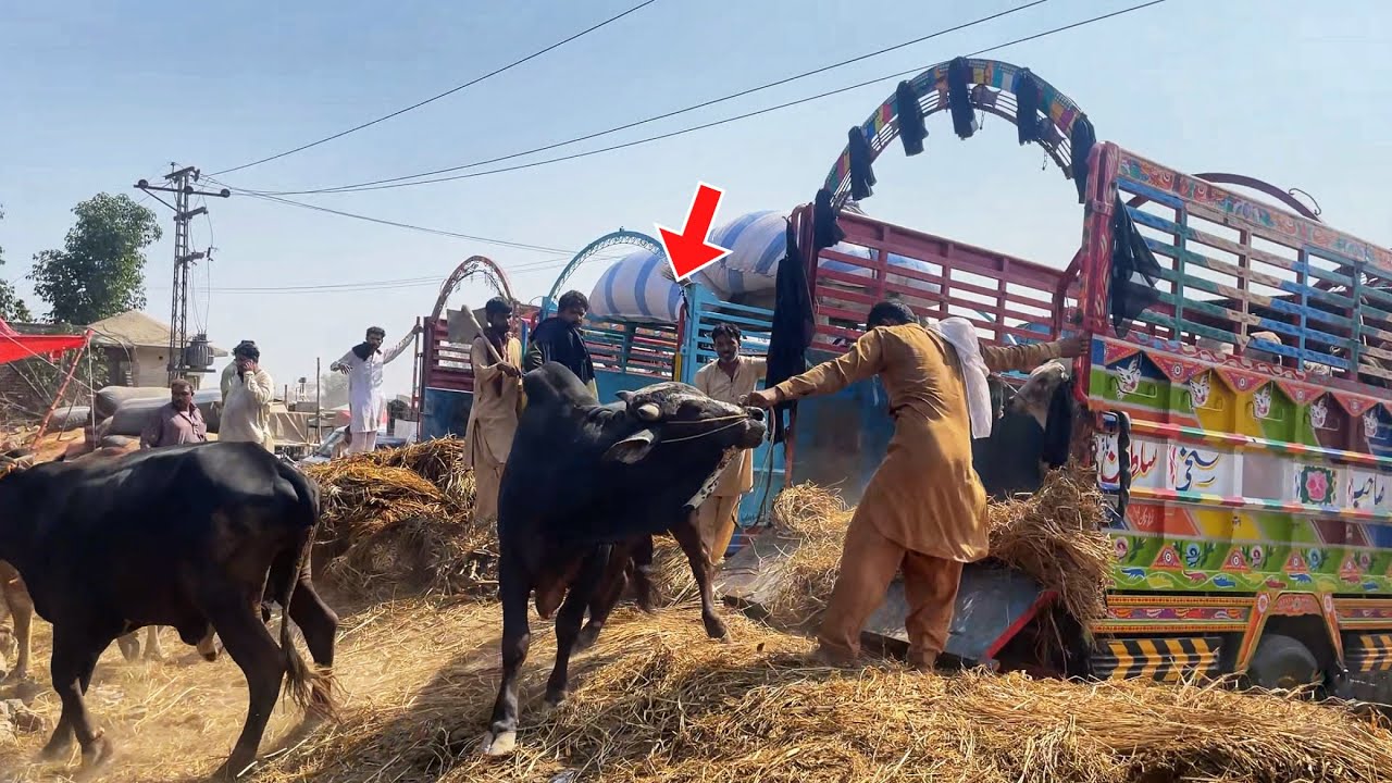 Biggest Cow Unloading From Truck 2025