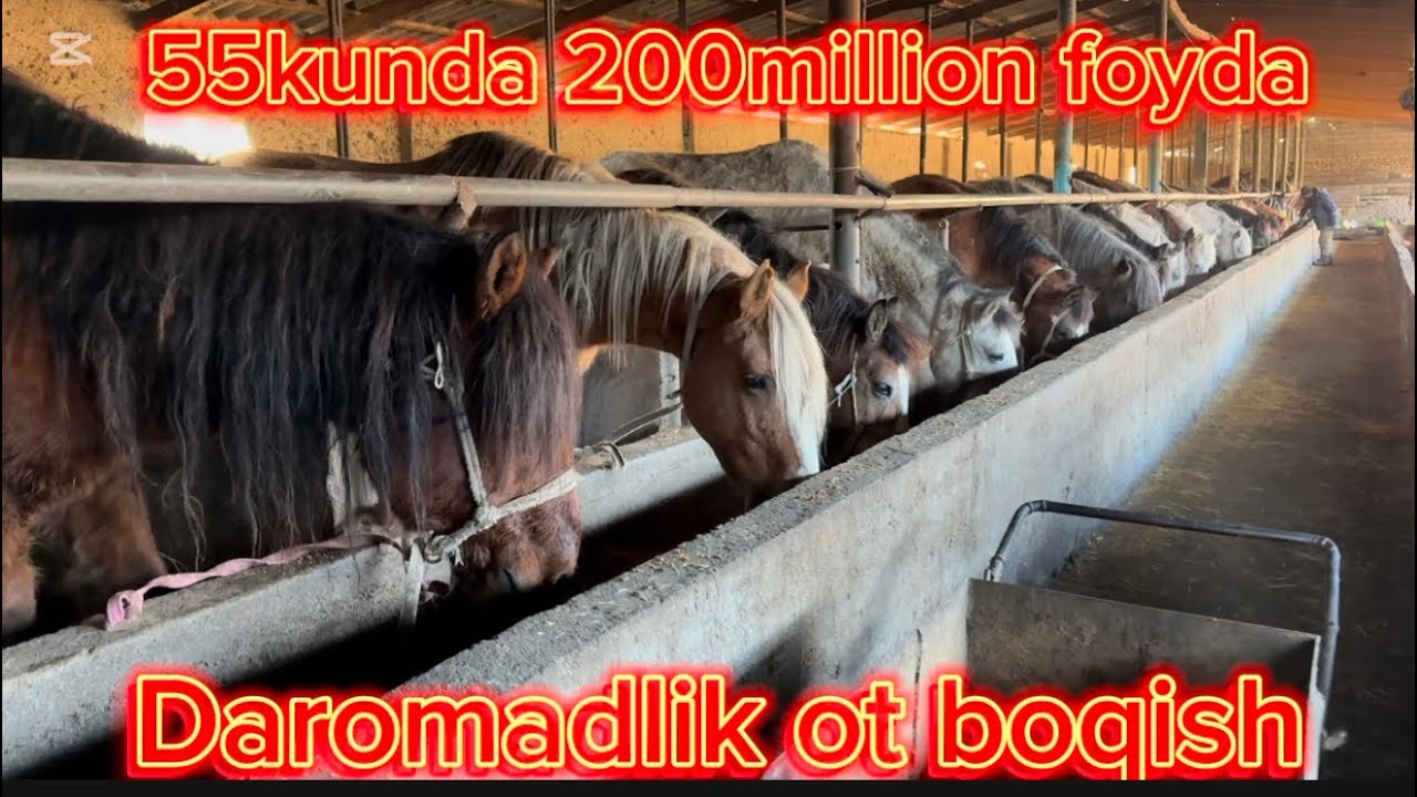 Ot yemlab 55kunda 200million daromad qilish sirlari