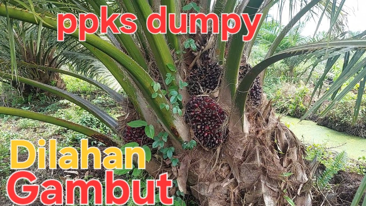 Ppks dumpy dilahan gambut