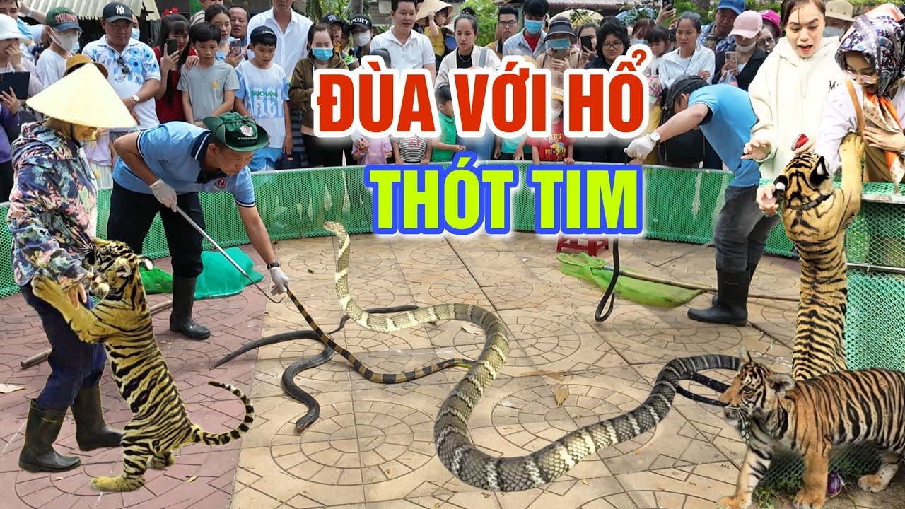 THÓT TIM CẢNH CHƠI ĐÙA VỚI CỌP, LẤY NỌC RẮN ĐỘC Ở BÃO TÀNG RẮN LỚN NHẤT MIỀN TÂY - TRẠI RẮN ĐỒNG TÂM