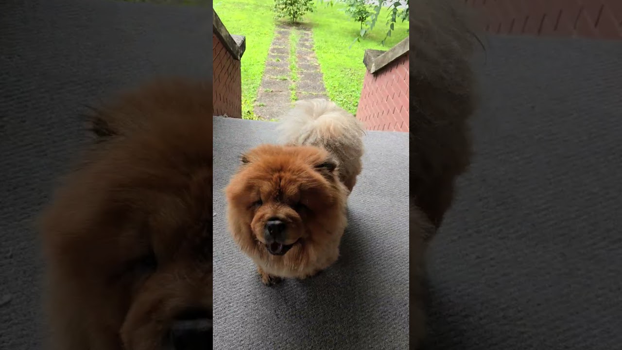 My Daughter Chow Chow Climbing the Stairs 1- The Victorian Home Revival