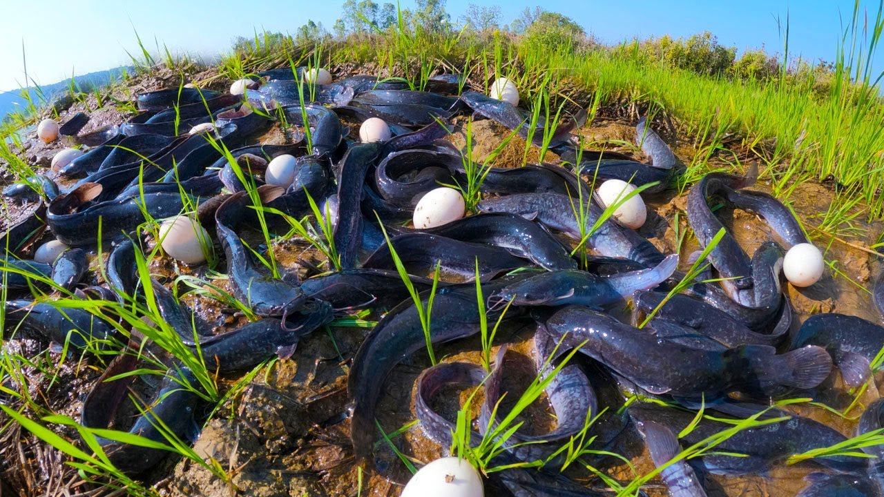 amazing catching fish, best hand fishing, catch a lot of fish and pick eggs by hand fisherman