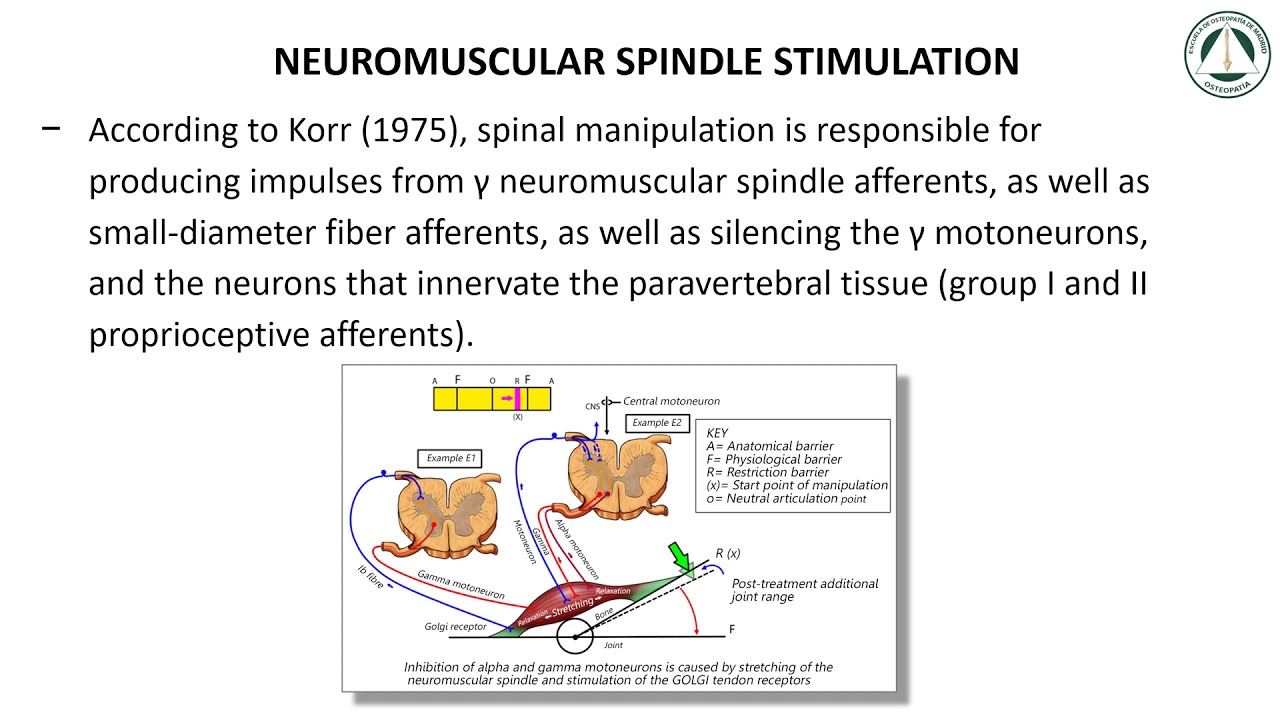 EFECTOS NEUROFISIOLOGICOS DE LA MANIPULACION VERTEBRAL
