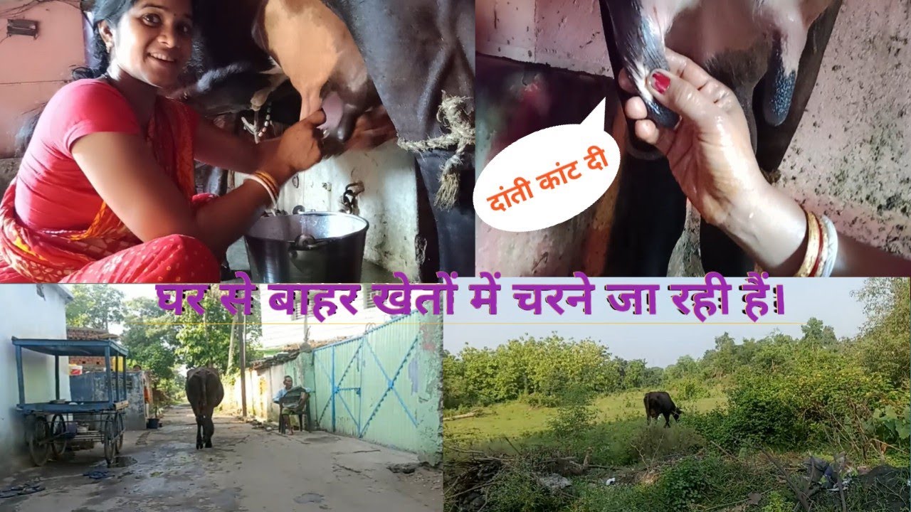 गाय के निप्पल को बछड़ी कांट दी है जिसके कारण वह दर्द से छटपटाती हैं।Can you milk cows by hand?milk.