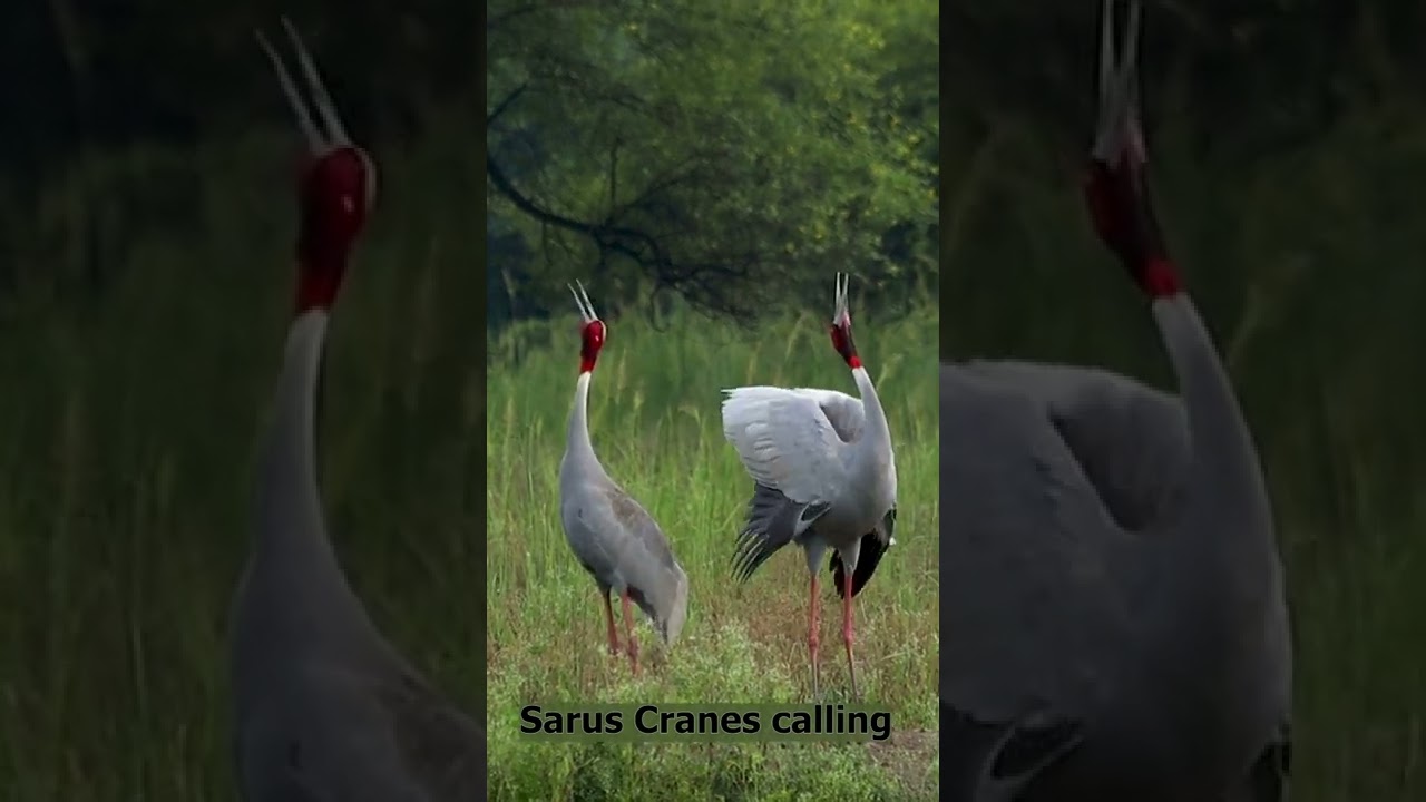 Sarus Cranes calling |  #shorts #youtubeshorts #saruscrane