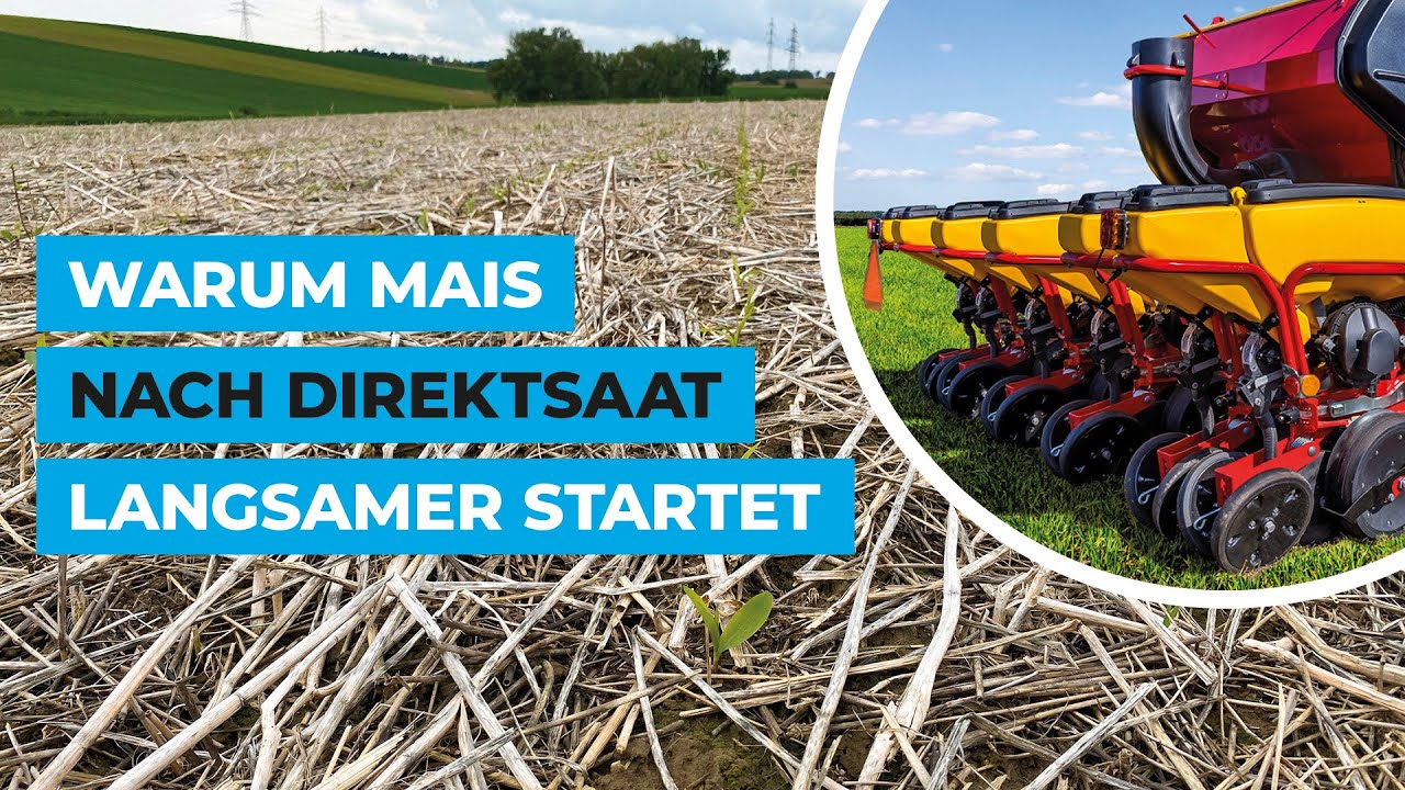 Warum Mais nach Direktsaat langsamer startet