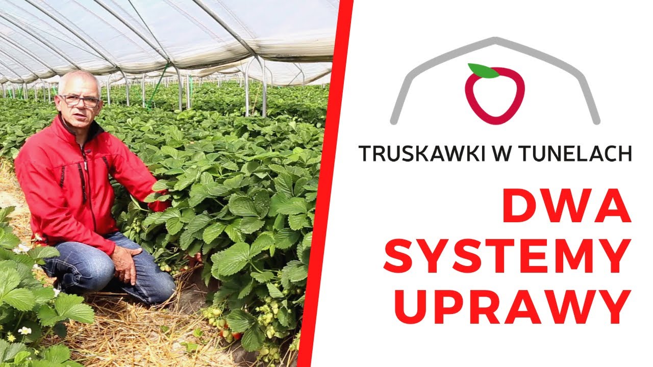 Dwa systemy uprawy truskawek