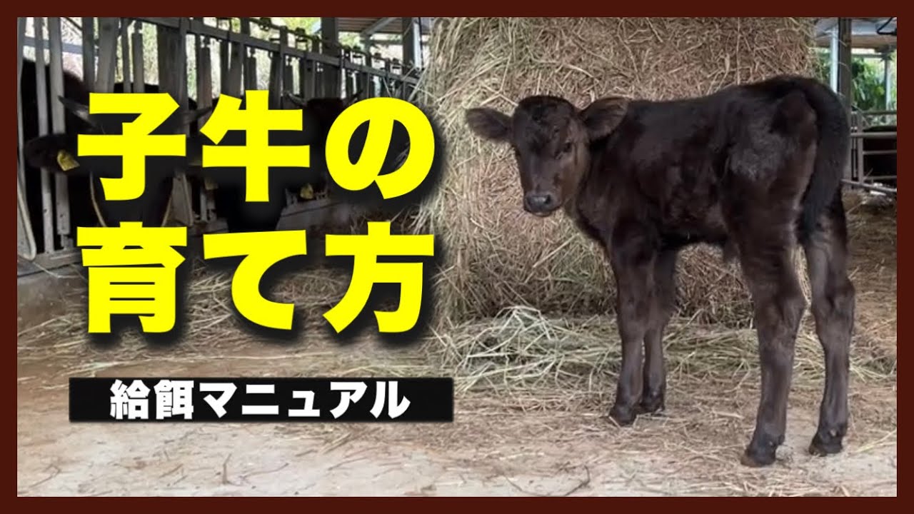 How to 【子牛の育て方】餌やりの方法 子牛育成マニュアル