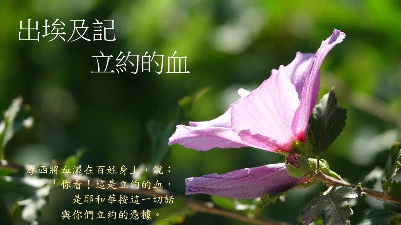 靈修:出埃及記-立約的血 20260211