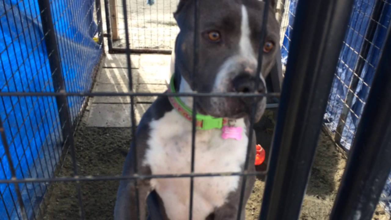 Fresno Bully Rescue advocate