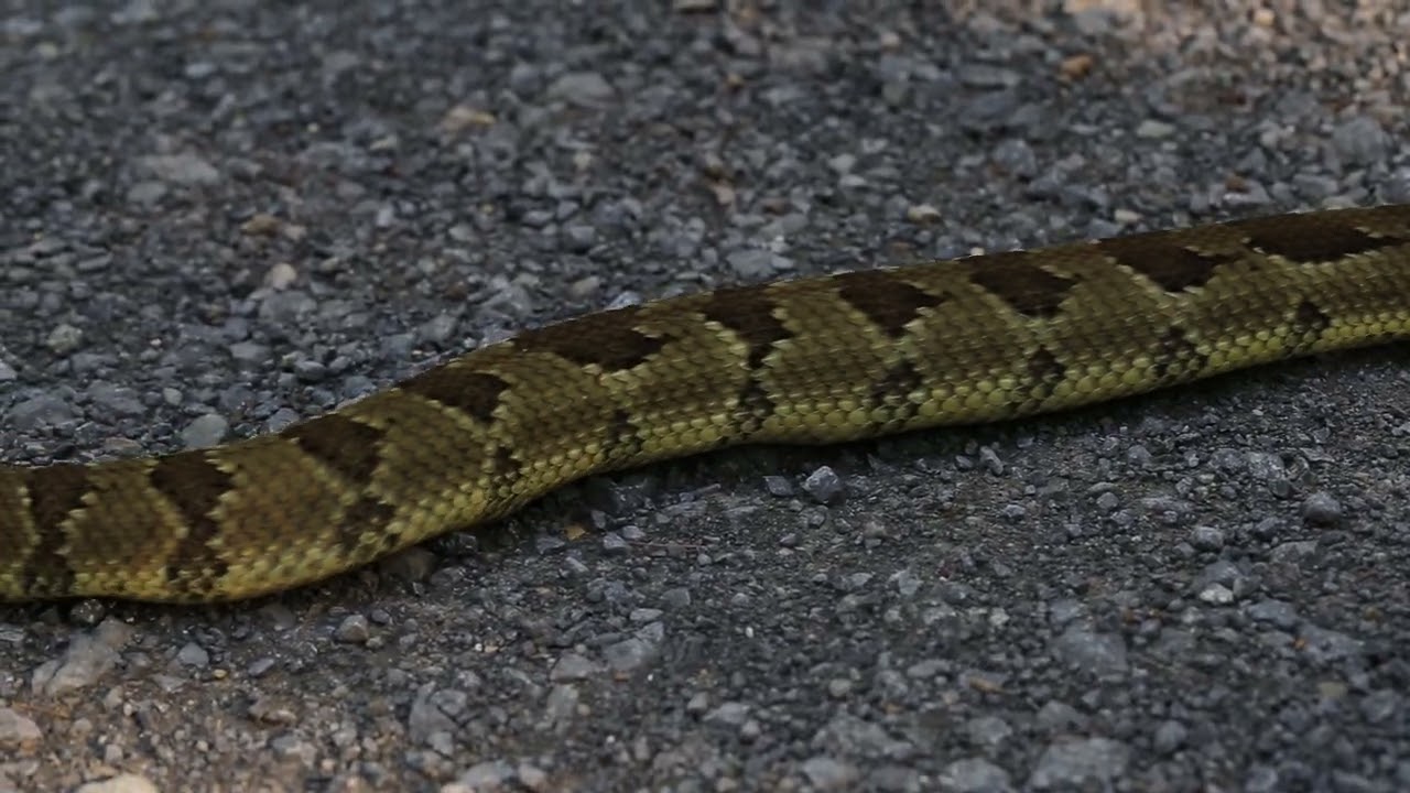 Timber Rattlesnake [Crotalus horridus]