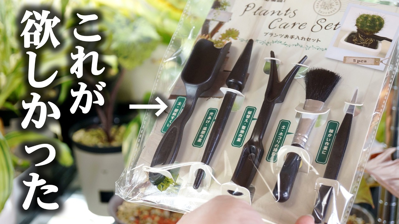 もっと早く買えば良かった…、観葉植物の必需品がこちらです【サボテン】