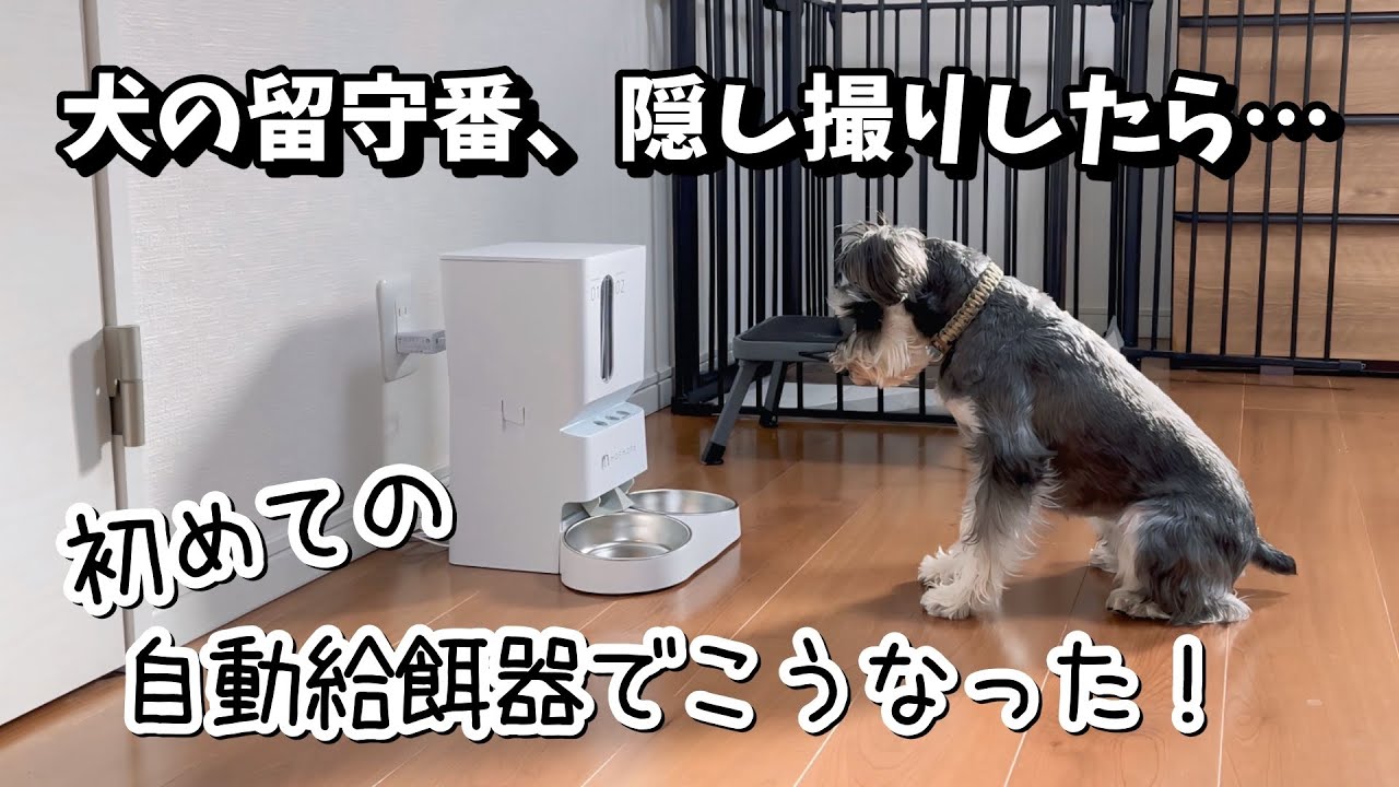 【隠し撮り】犬のお留守番、ちゃんと出来る？初めての自動給餌器でこうなった！モフモア自動給餌器使ってみた