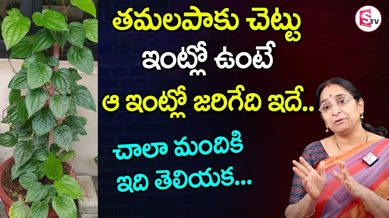 Ramaa Raavi - తమలపాకు చెట్టు ఇంట్లో ఉంటే ఏం జరుగుతుందో తెలిస్తే.. |  Tamalapaku Plant | SumanTV Mom