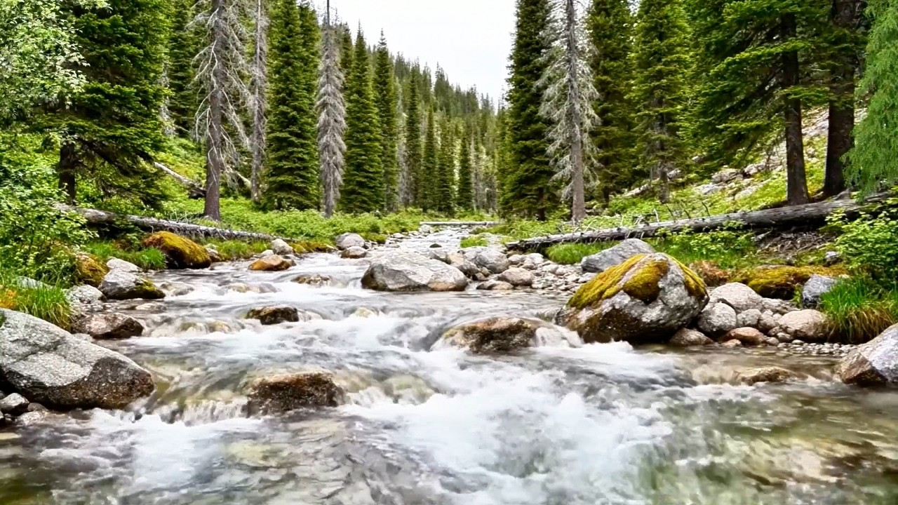 River Flowing with Birds Chirping, Gentle Water Sounds, Calming Forest Ambience