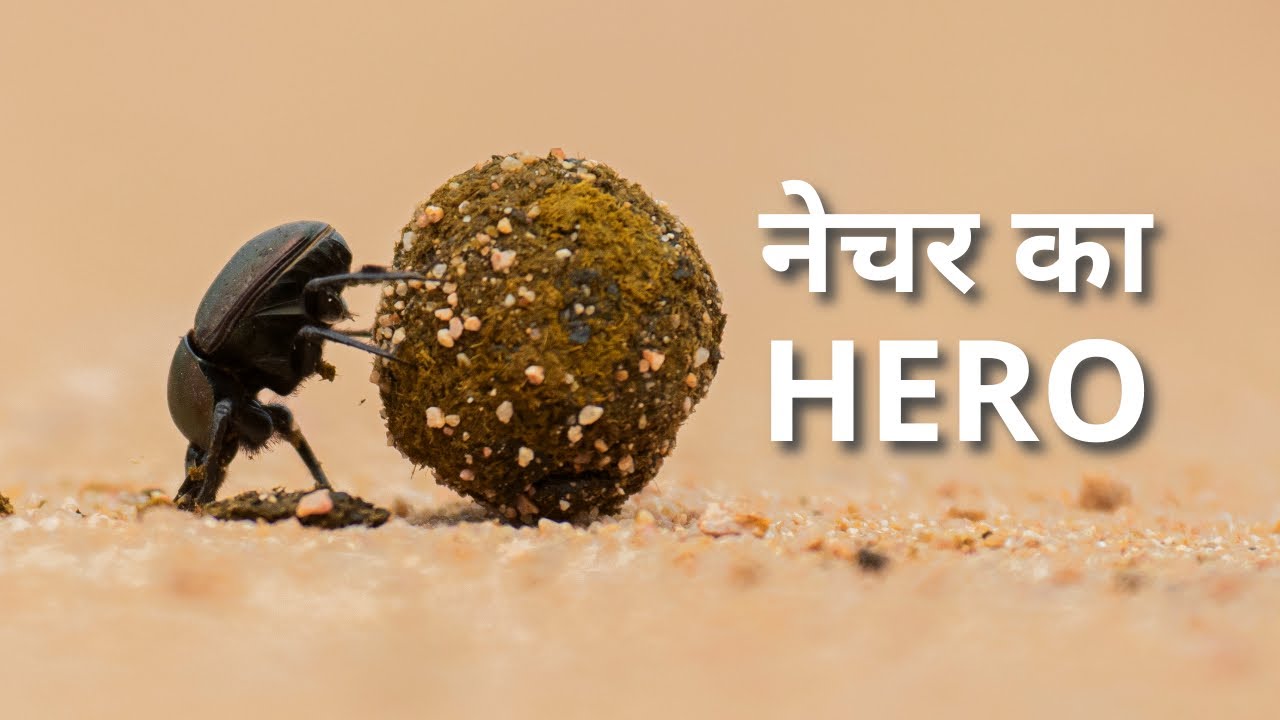 How Dung Beetles Clean Our Ecosystem | Pin N Post |