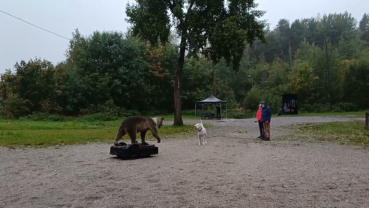 Dogo Argentino petotesti karhu