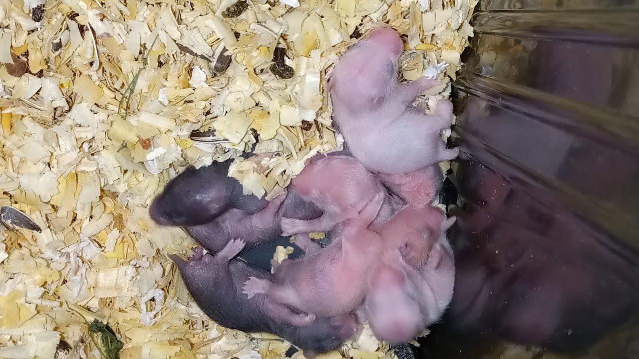 Day 5 of Baby Syrian Hamsters 🐹💗