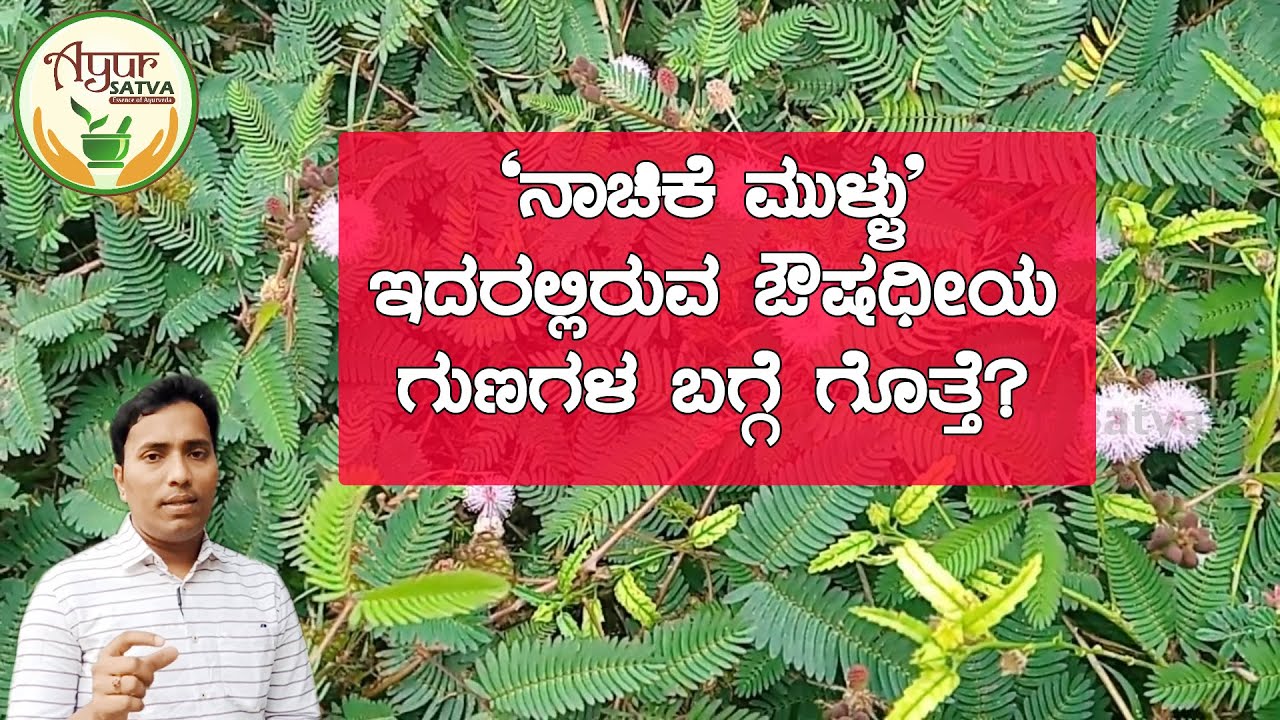 'ನಾಚಿಕೆ ಮುಳ್ಳು' ಎಷ್ಟು ಉಪಯೋಗಿ ಗೊತ್ತೆ? | Health benefits of 'Touch Me Not' plant