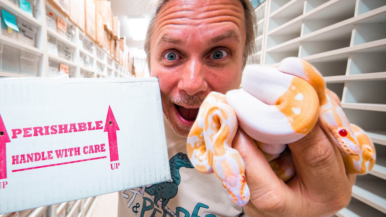 UNBOXING RARE ALBINO PIED BALL PYTHONS!! | BRIAN BARCZYK