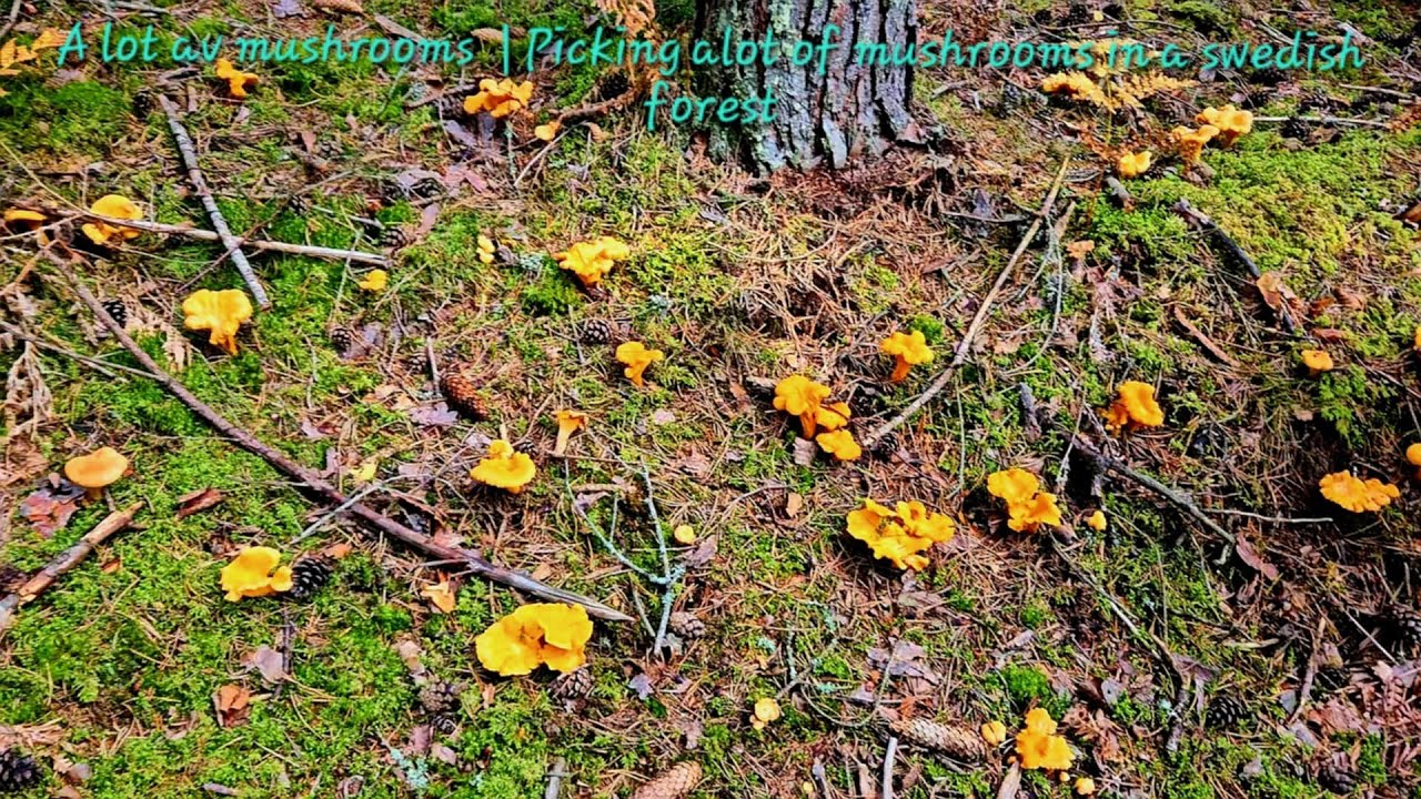 🍄‍🟫 A lot of mushrooms | Picking a lot of mushrooms in a swedish forest.
