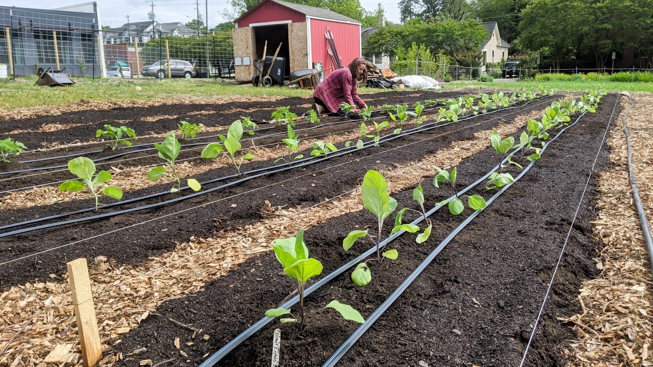 Planting & Irrigating a New Field Block