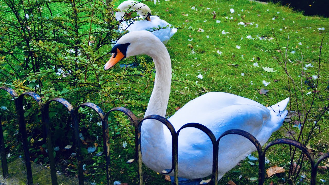 Львов /Стрыйский парк / Великолепные лебеди /Lviv /Stryiskyi park/ Beautiful swans