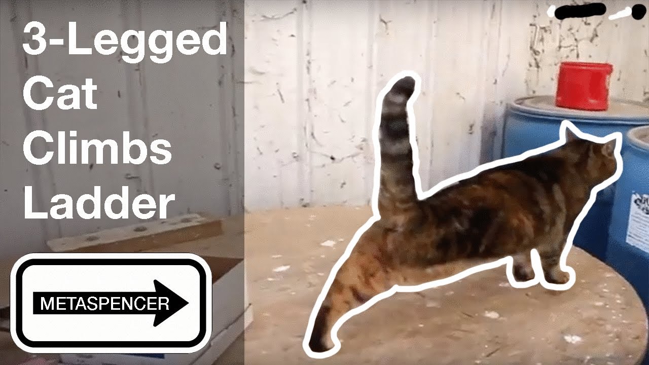 3-Legged Cat Climbs Ladder