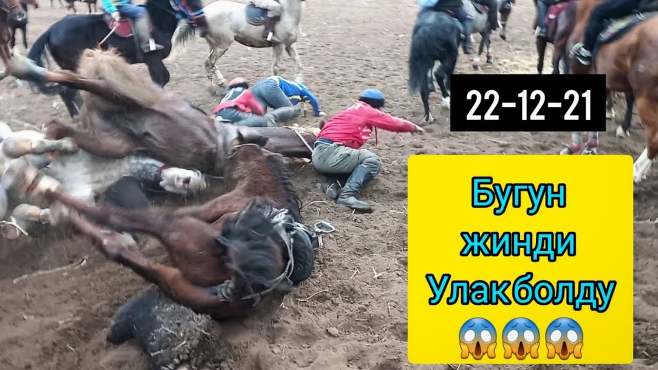 Бугун жинди улак болду 🔥🔥🔥 22-12-21.