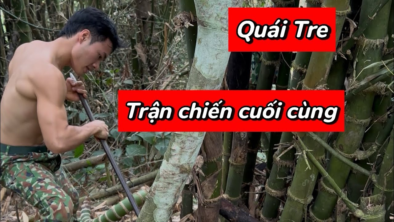 Quái tre trận chiến cuối cùng 2025 quy trình khai thác dâm ủ tre bonsai 