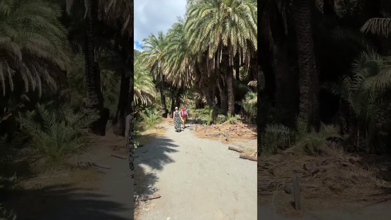 Preveli Palm Forest on Preveli Beach Crete Greece