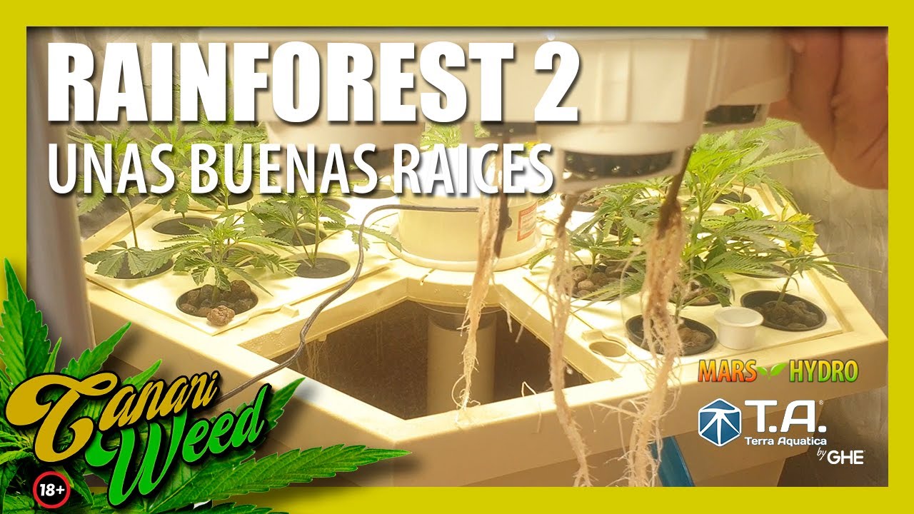 COMO SACAR unas BUENAS ra&iacute;ces HIDROPONICO  RAINFOREST 2 / Terra Aquatica