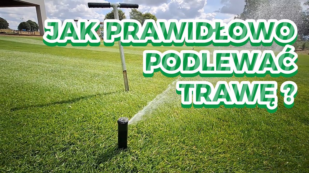 95% ROBI TO ŹLE! Jak prawidłowo podlewać trawnik i mądrze gospodarować wodą?