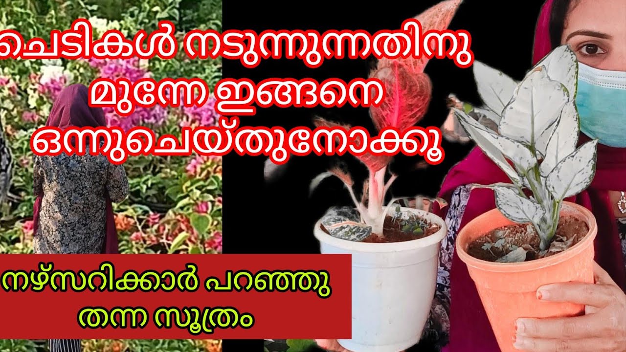 come plant shopping to a nursery with me/garden up/നഴ്സറിക്കാർപറഞ്ഞുതന്നസൂത്രം/malayalam vlog/kannur
