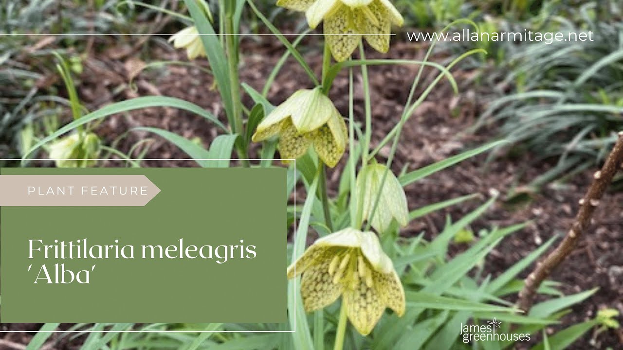 Plant Review: fritillaria meleagris 'Alba'