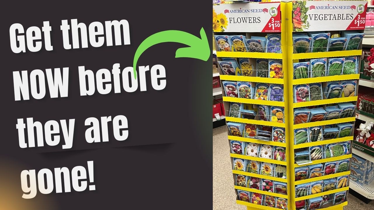 Покупка в магазине Dollar Tree: неприхотливые однолетние растения, которые можно посадить весной.