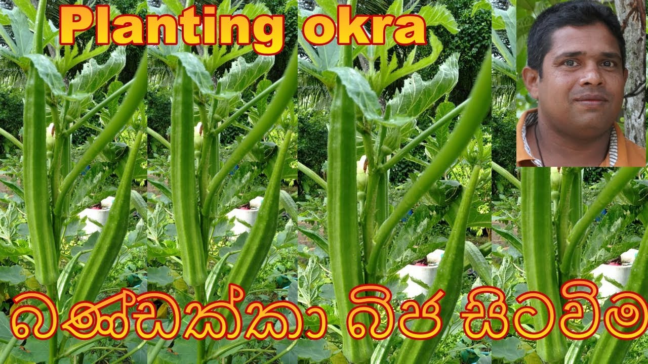 බණ්ඩක්කා බිජ සිටවිම bandakka bija sitawima  Planting okra Cultivation of okra Home gardening sinhala