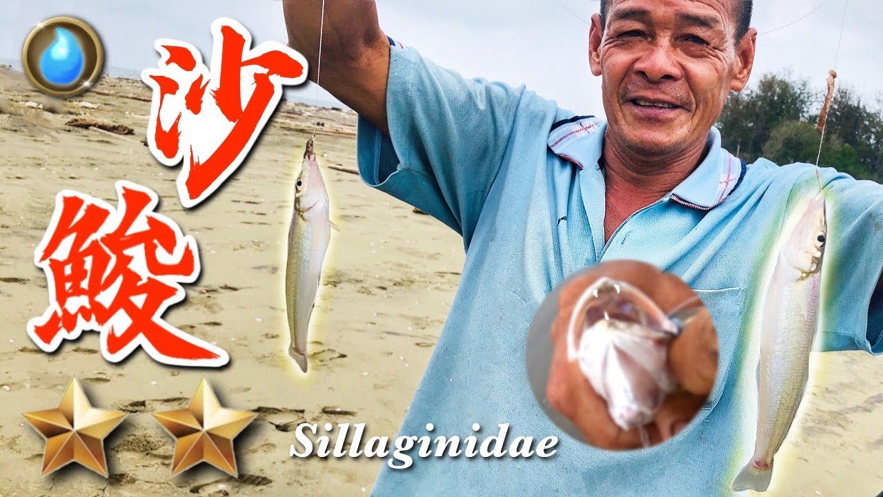野味第5集 | 灘釣 沙鮻 | 沙梭生魚片 | Sillaginidae | 萍哥Pinger