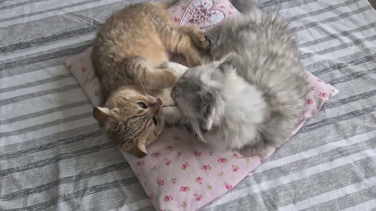 Кто много ест 🤣 взвешиваем котиков 😊