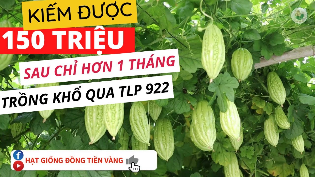Chú 5 Chạp Long An Thu 150 TRIỆU ĐỒNG CHỈ HƠN 1 THÁNG Nhờ HẠT GIỐNG KHỔ QUA ĐỒNG TIỀN VÀNG TLP 922