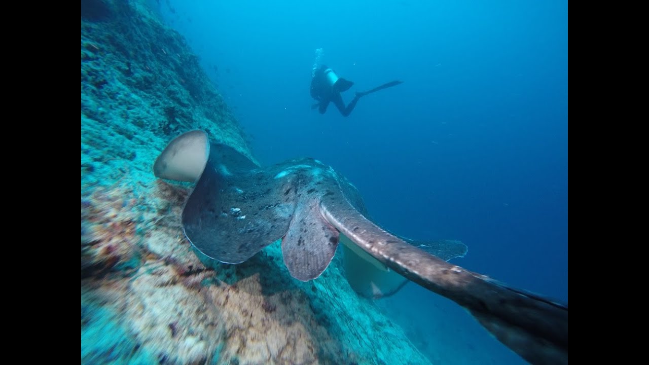 GoPro HD - Scuba Diving Maldives