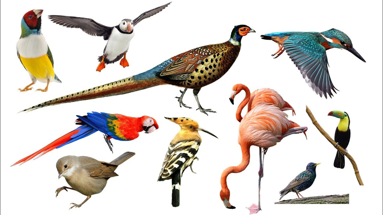 पक्षियों के नाम हिंदी और अंग्रेजी में। Birds name Hindi and English.