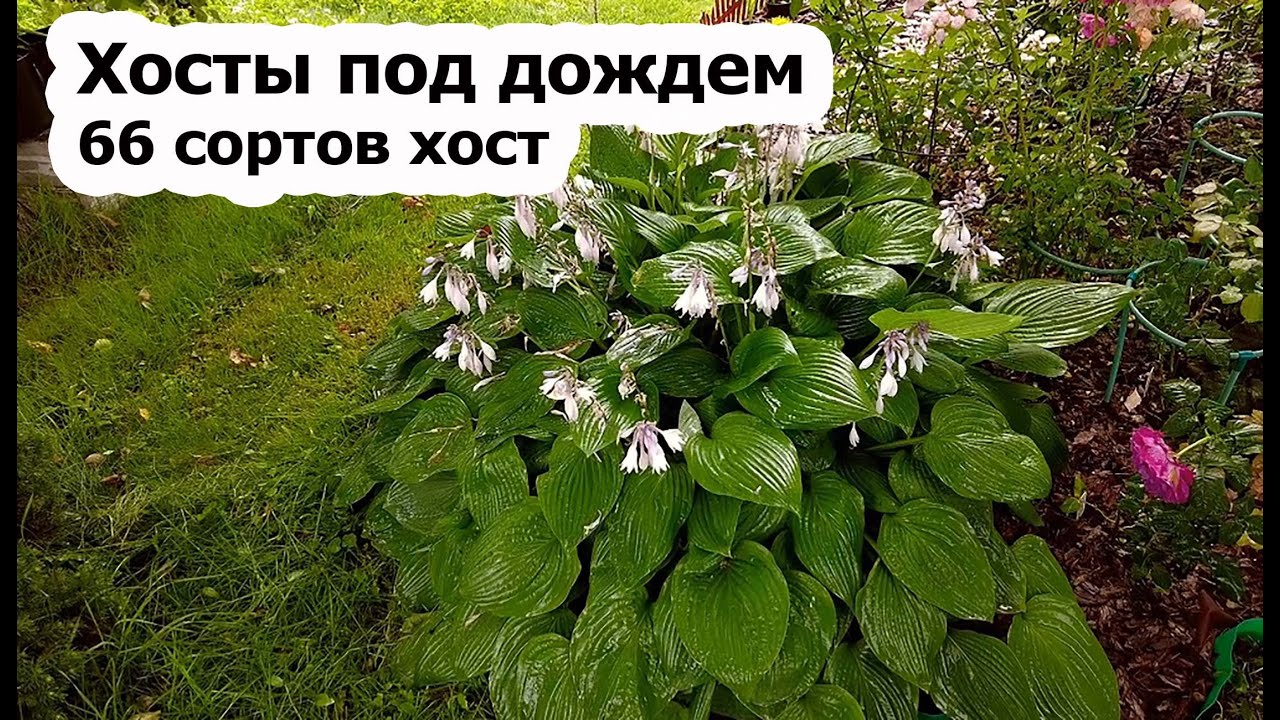 Хосты под дождем, сезон 2023 | Обзор 66 сортов хост