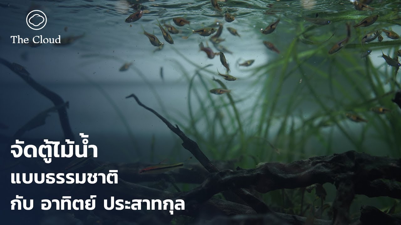 จัดตู้ไม้น้ำแบบธรรมชาติในออฟฟิศกับ อาทิตย์ ประสาทกุล
