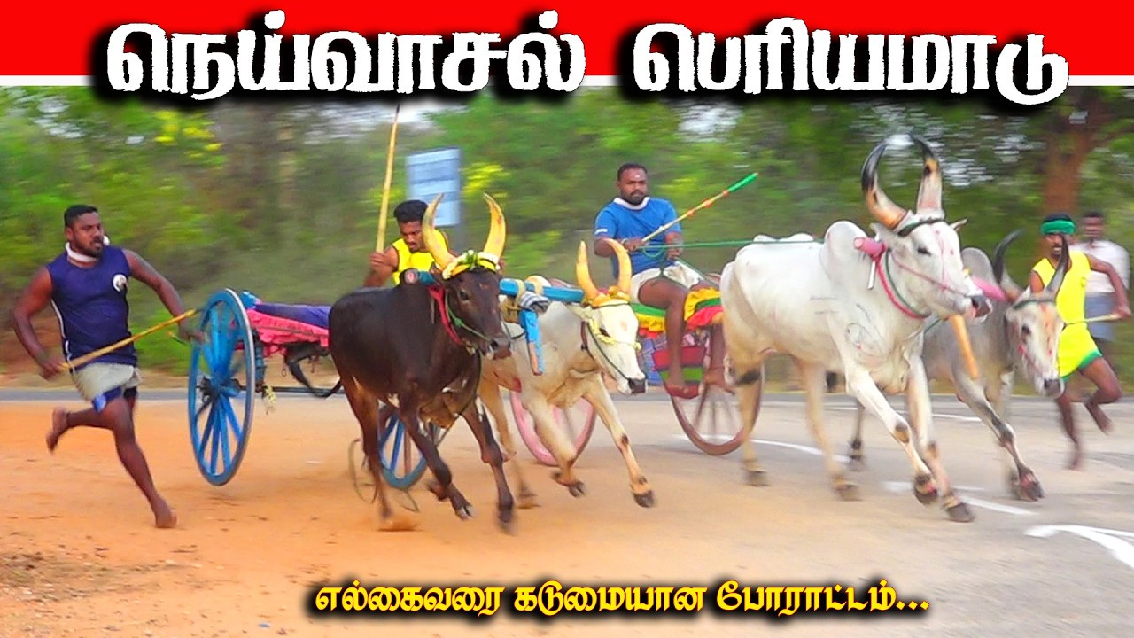 நெய்வாசல் பெரியமாடு பந்தயம் 18.02.2026